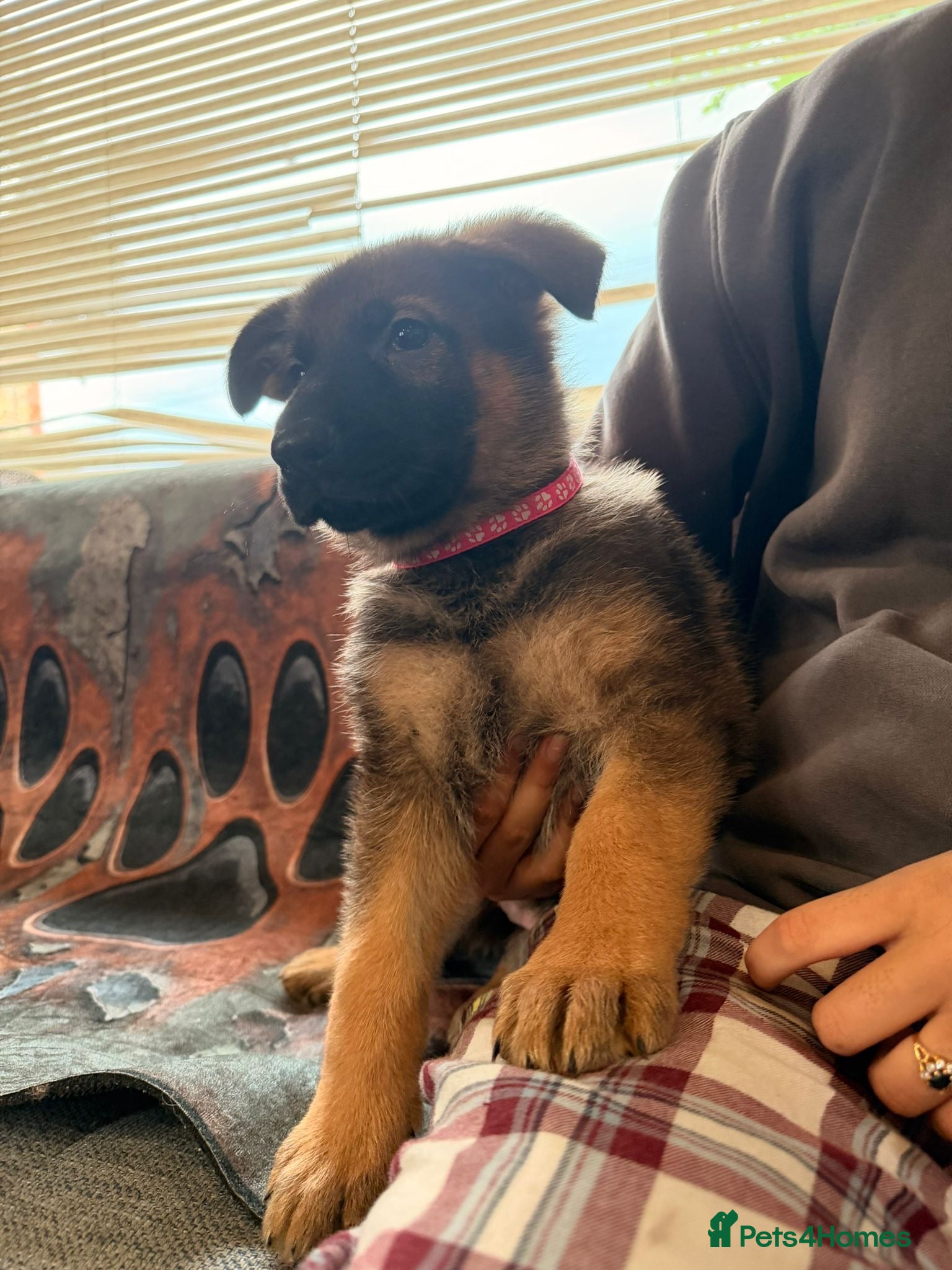 German Shepherd dogs for sale: Beautiful German Shepherd Pups  - Advert 25