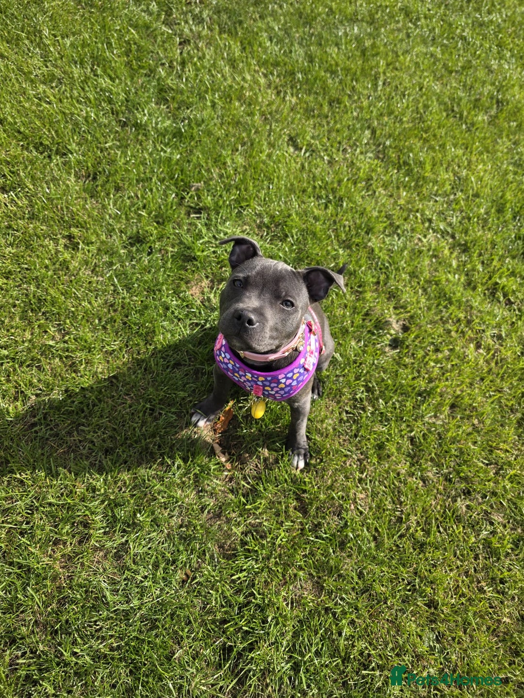 Staffordshire Bull Terrier dogs for sale: LUNA THE STAFFORDSHIRE BULL TERRIER  - Advert 3