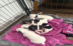 Jack Russell dogs for sale: jack Russell puppies for sell  - Image 15