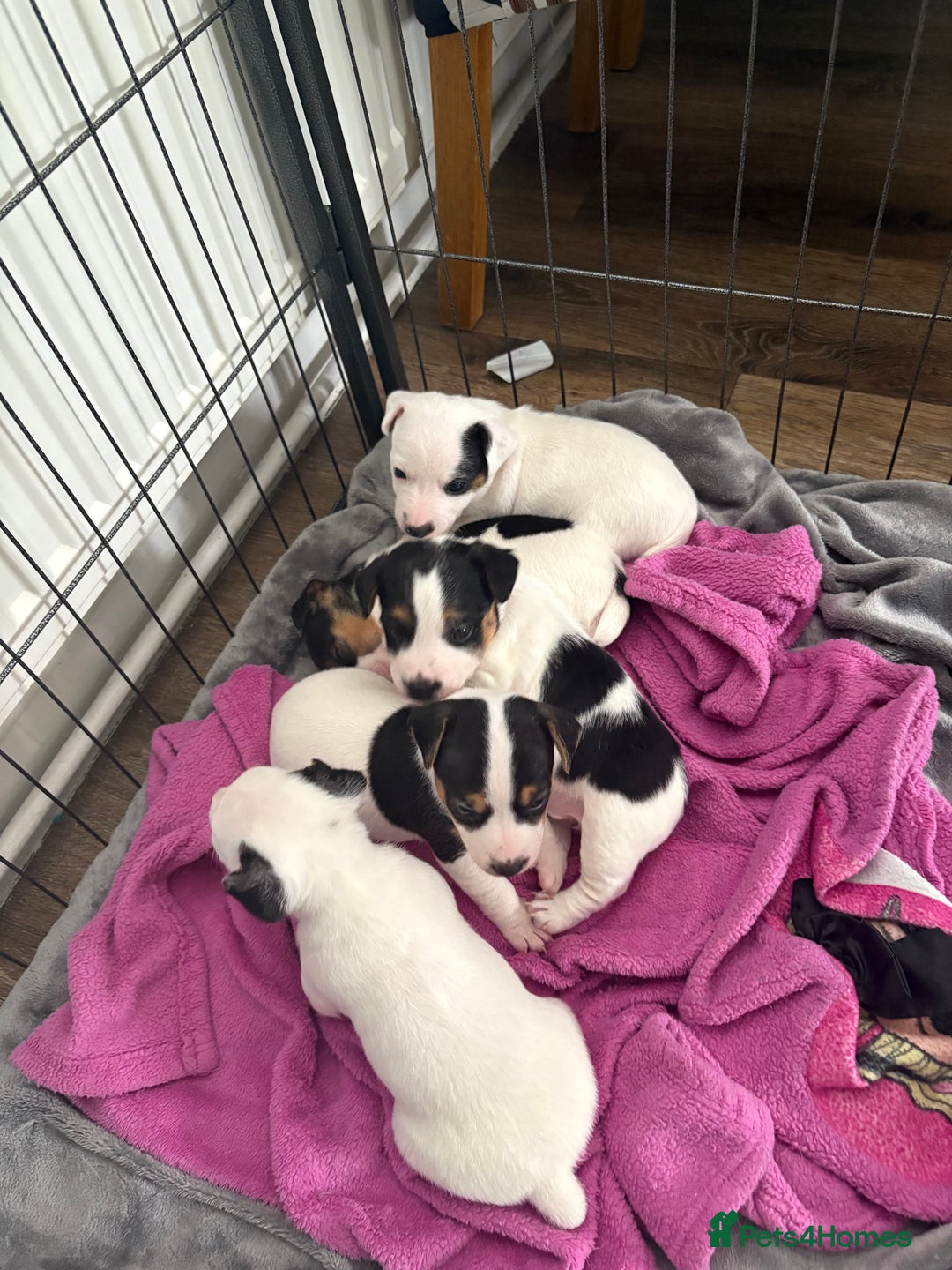 Jack Russell dogs for sale: jack Russell puppies for sell  - Image 15