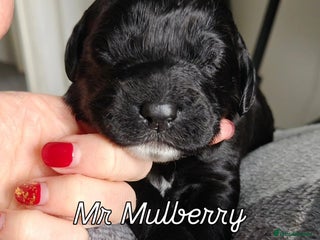 Mixed Breed dogs ✨Genetics Clear Australian Labradoodles✨ - Advert 5