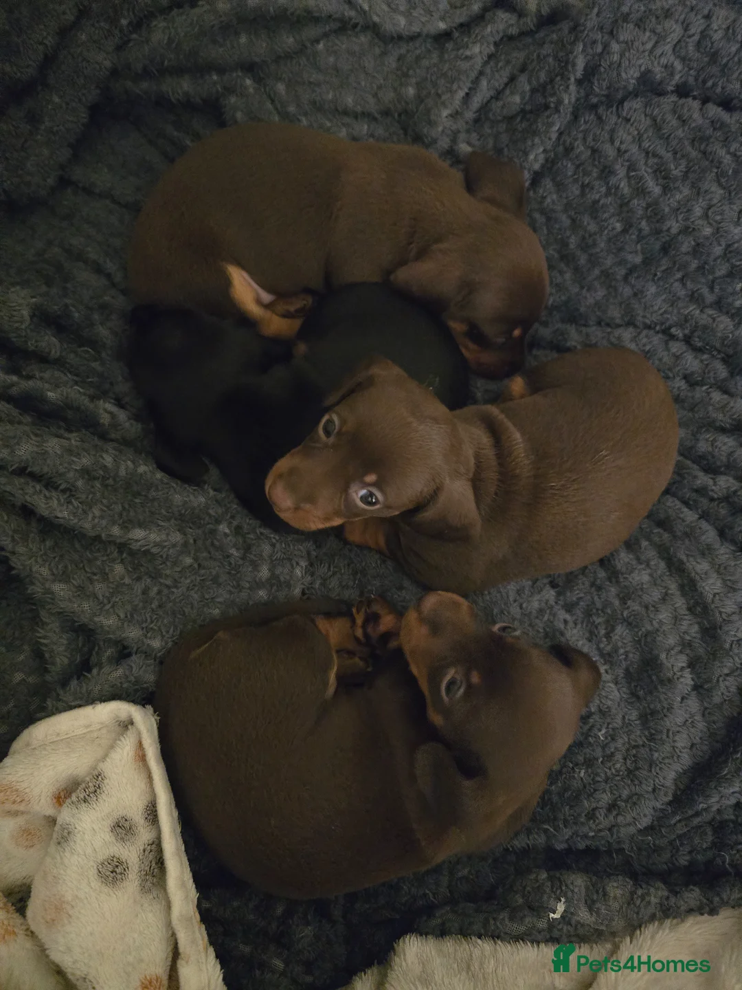 Miniature Dachshund dogs for sale: Miniature dachshund  in Wigton - Advert 7