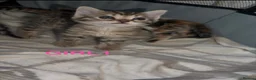 Bengal cats for sale: Bengal / Norwegian forest - Advert 24