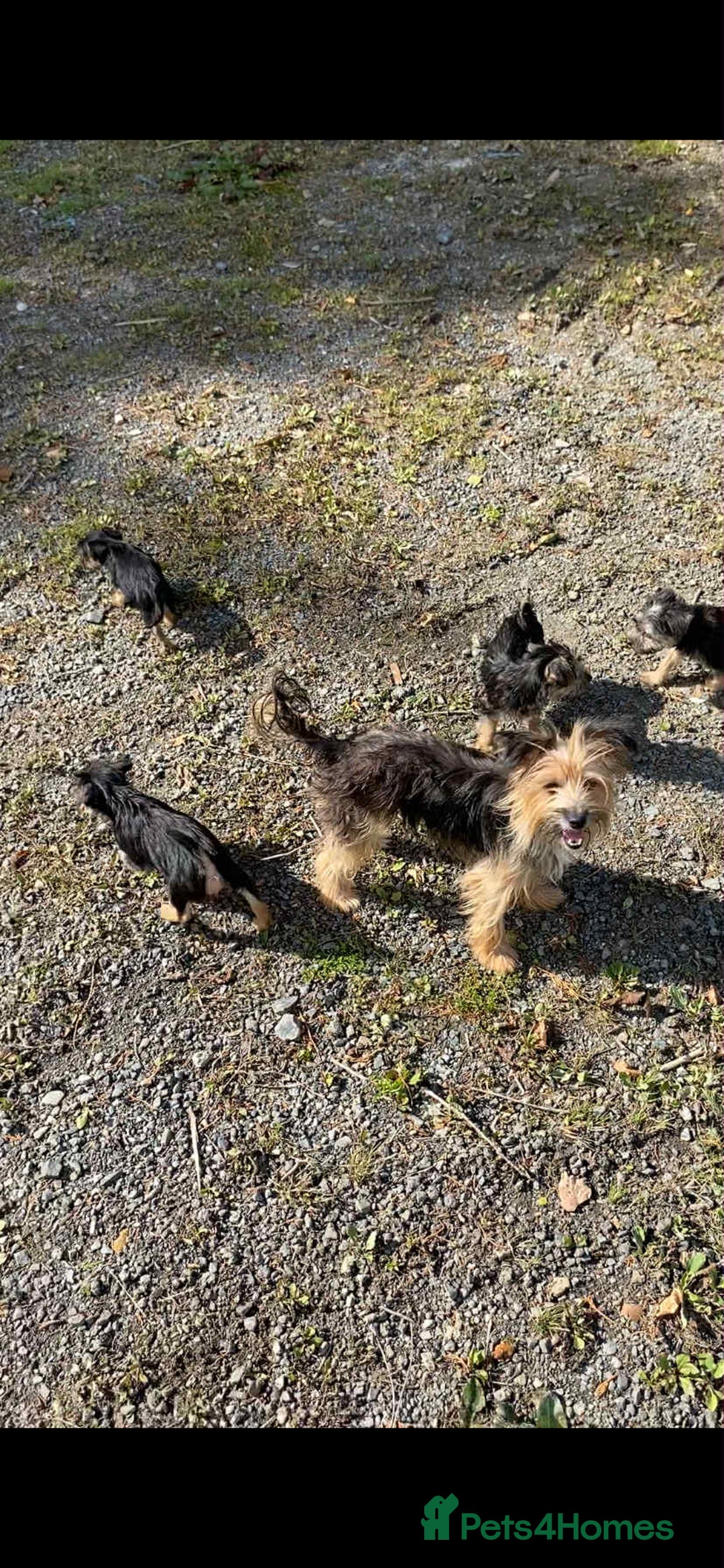 Mixed Breed dogs for sale: Yorkshire terrier x jack Russell pups ready now  - Image 1