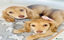 Miniature Dachshund dogs for sale: 💖LAST GIRL💖Longhaired Cream Miniature Dachshund in Bolton - Image 2