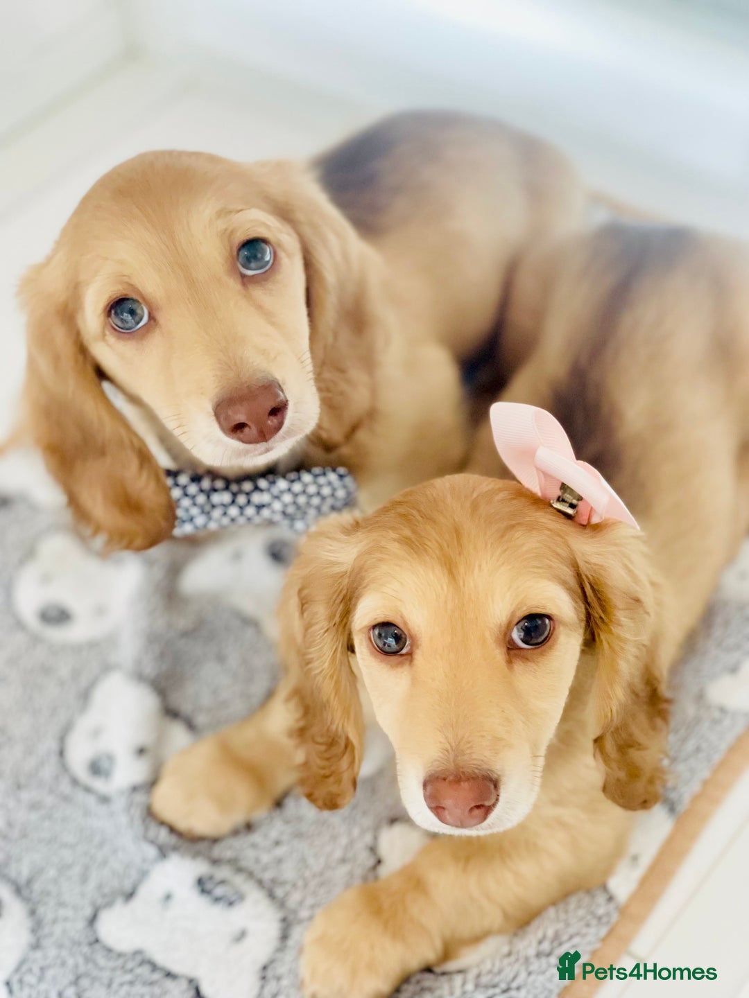 Miniature Dachshund dogs for sale: 💖LAST GIRL💖Longhaired Cream Miniature Dachshund in Bolton - Image 2