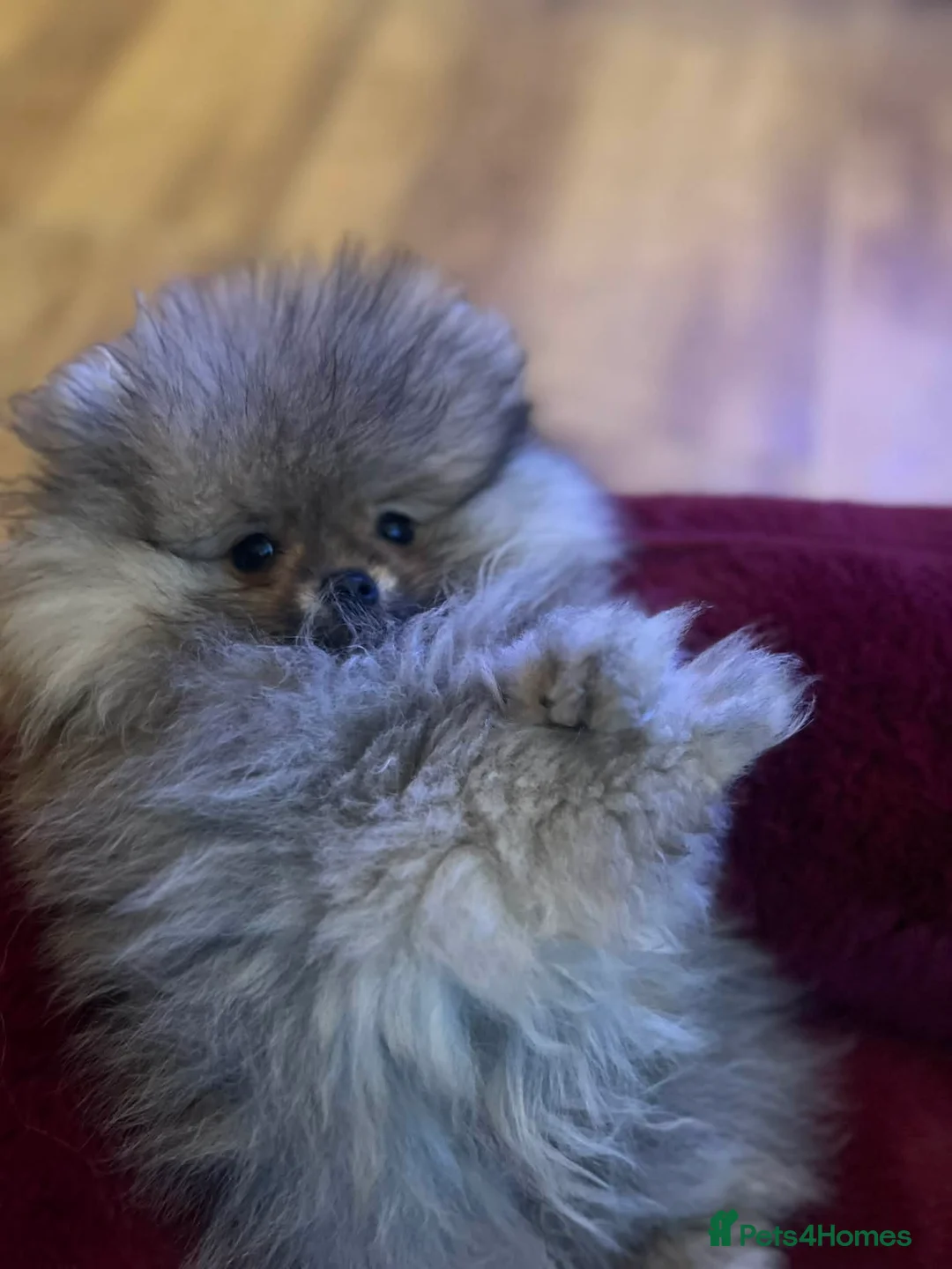 Pomeranian dogs for sale: Russian bloodline pomeranian Kc registered  - Advert 12