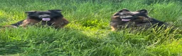 German Shepherd dogs for sale: Big,beautiful,wolf eyes puppies  - Advert 9