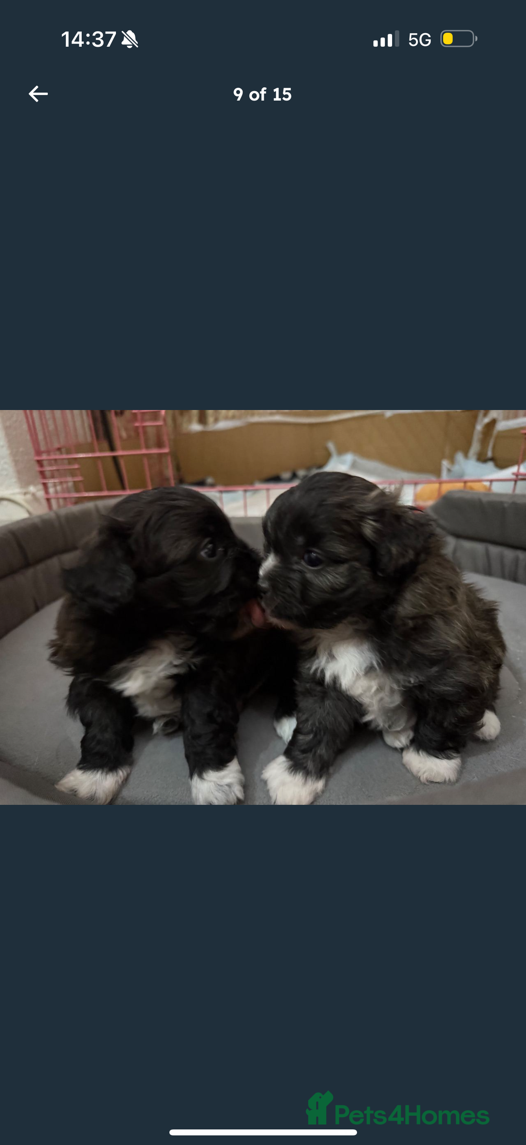 Maltipom dogs for sale: Maltipom puppies  - Advert 4