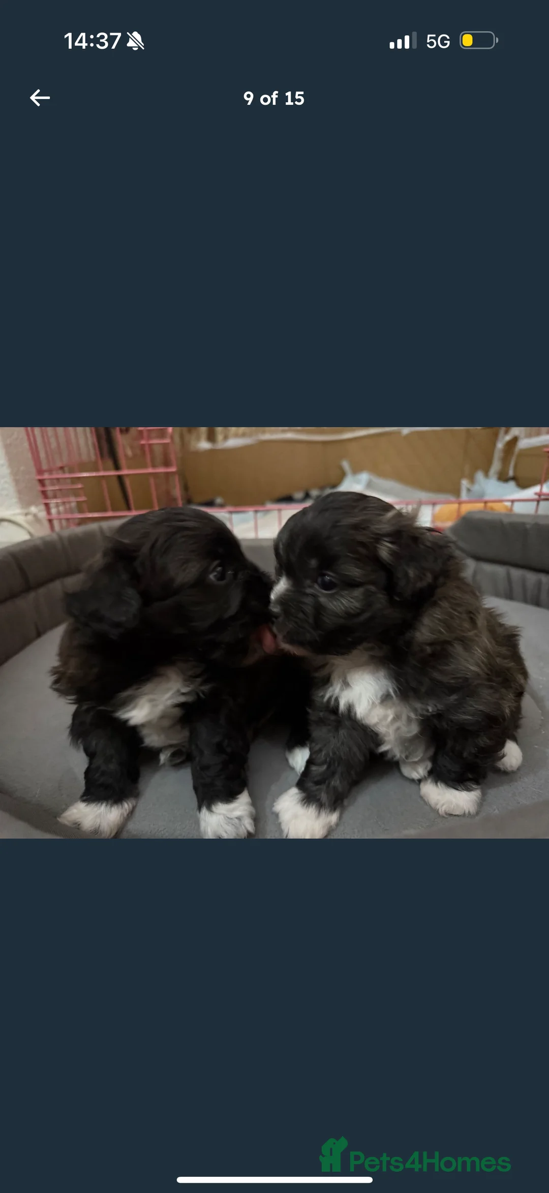 Maltipom dogs for sale: Maltipom puppies  - Advert 4