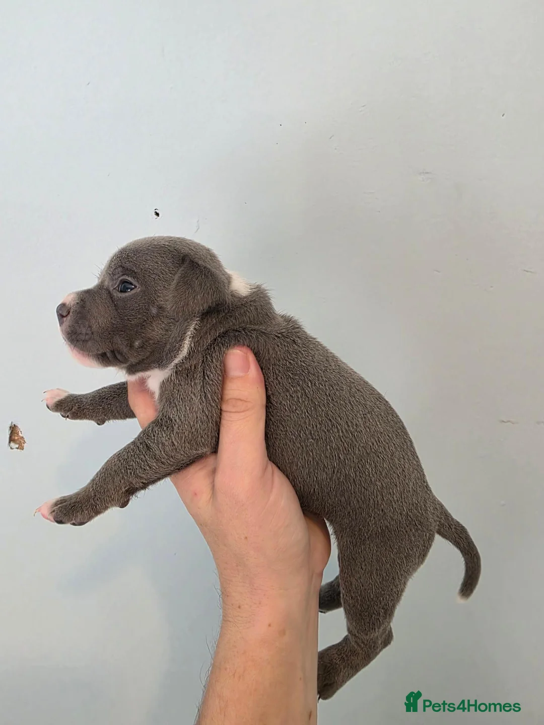 Staffordshire Bull Terrier dogs for sale: Kc staffordshire bull terrier puppies  - Advert 7