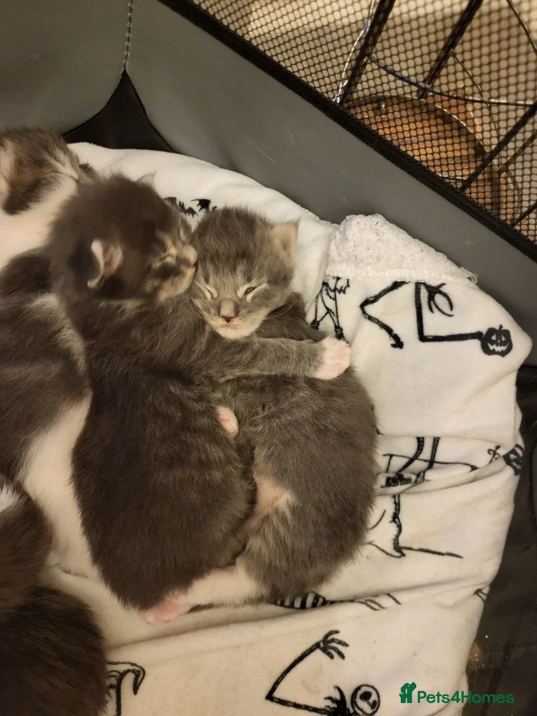 Maine Coon cats for sale: Beautiful Maine Coon Kittens – Ready at 11 Weeks!  in Truro - Advert 2