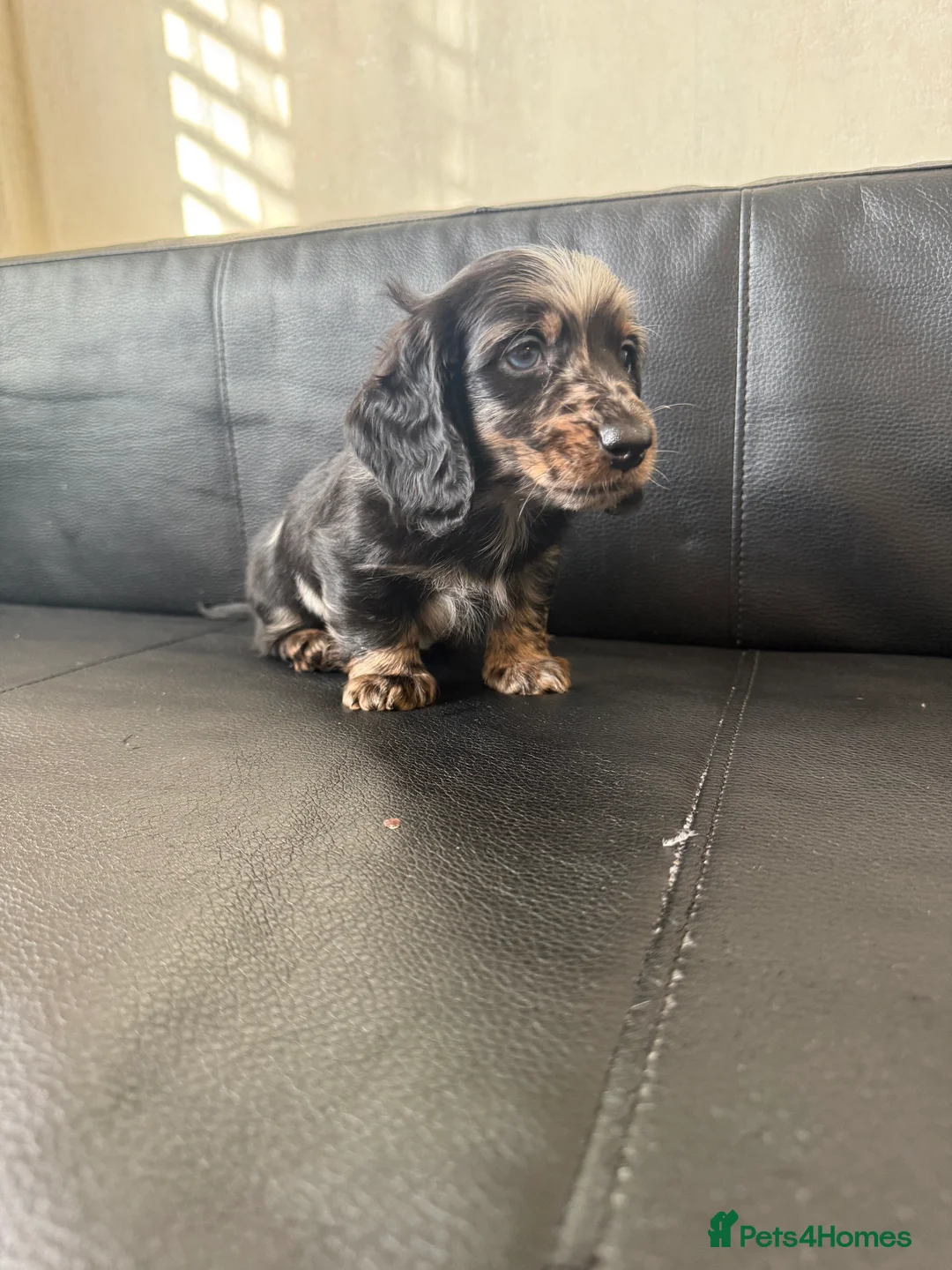 Miniature Dachshund dogs for sale: Mini long hair dachshunds  - Advert 14