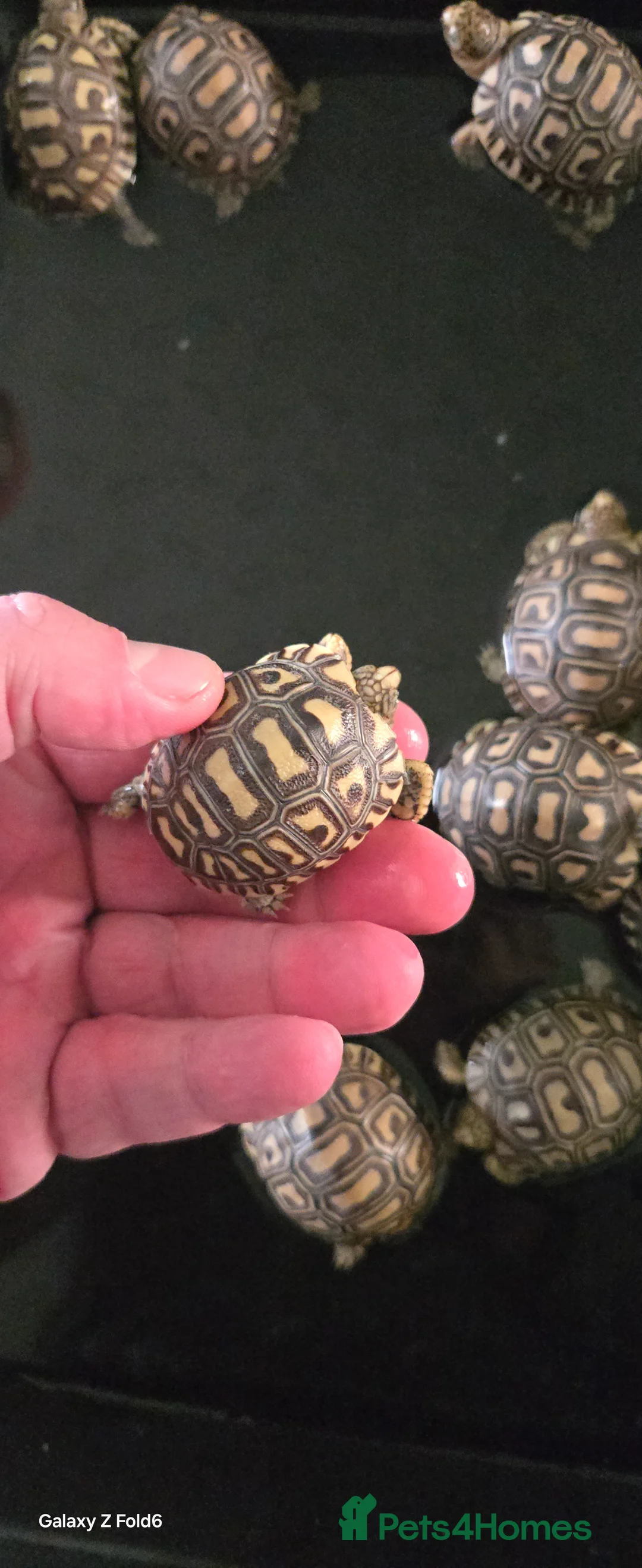 Mixed Breed reptiles for sale: 10 x leopard tortoise  - Advert 2
