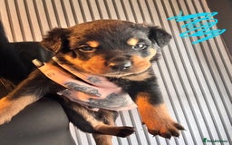 Mixed Breed dogs for sale: Beautiful chunky 3/4 Rottweiler 1/4 sharpei pups  - Image 10