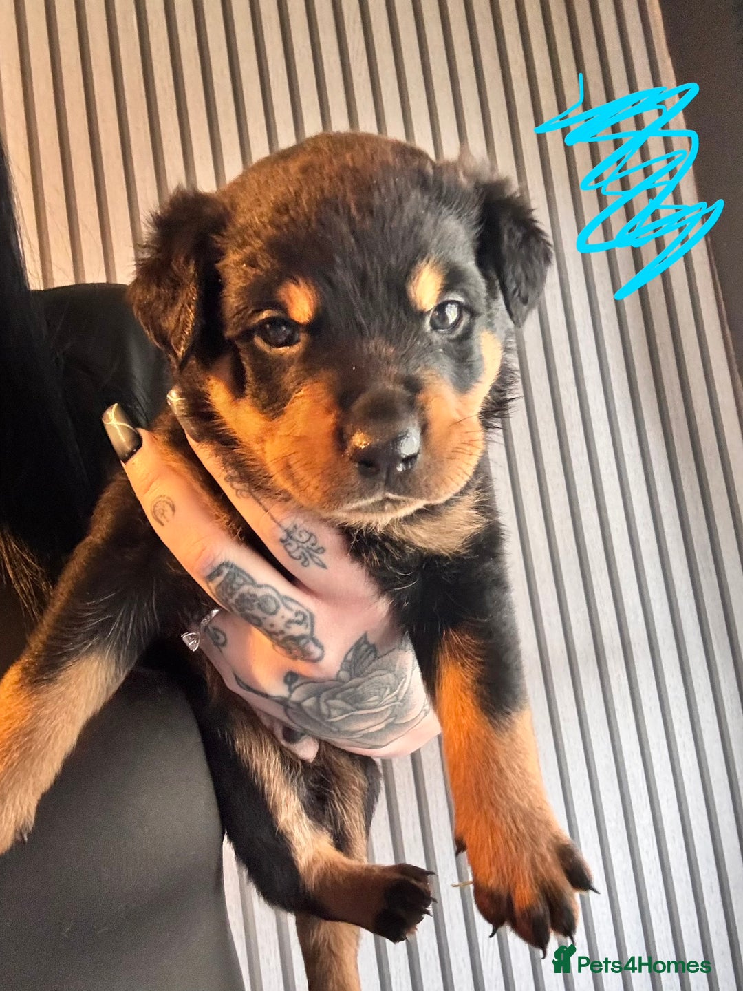 Mixed Breed dogs for sale: Beautiful chunky 3/4 Rottweiler 1/4 sharpei pups  - Image 10