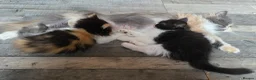 Persian cats for sale: Beautiful Ragdoll/Persian Kittens. - Advert 5