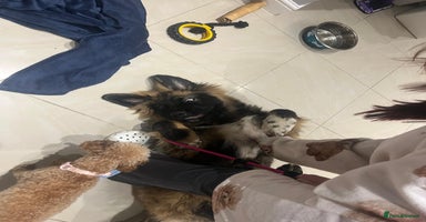 Caucasian Shepherd Dog dogs - Advert 1