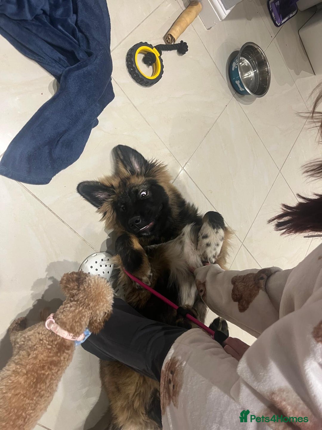 Caucasian Shepherd Dog dogs for sale: Male Caucasian Shepherd Puppy Champion Bloodlines - Image 3