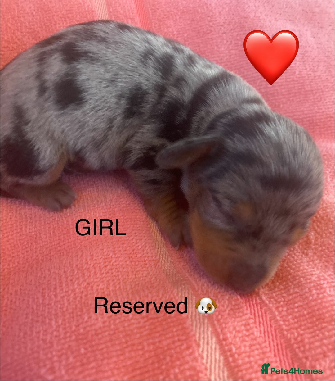 Miniature Dachshund dogs for sale: Long haired Minature Dachshund  - Image 6