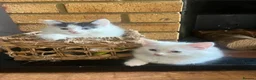 Mixed Breed cats for sale: Gorgeous fluffballs looking for loving homes - Advert 14