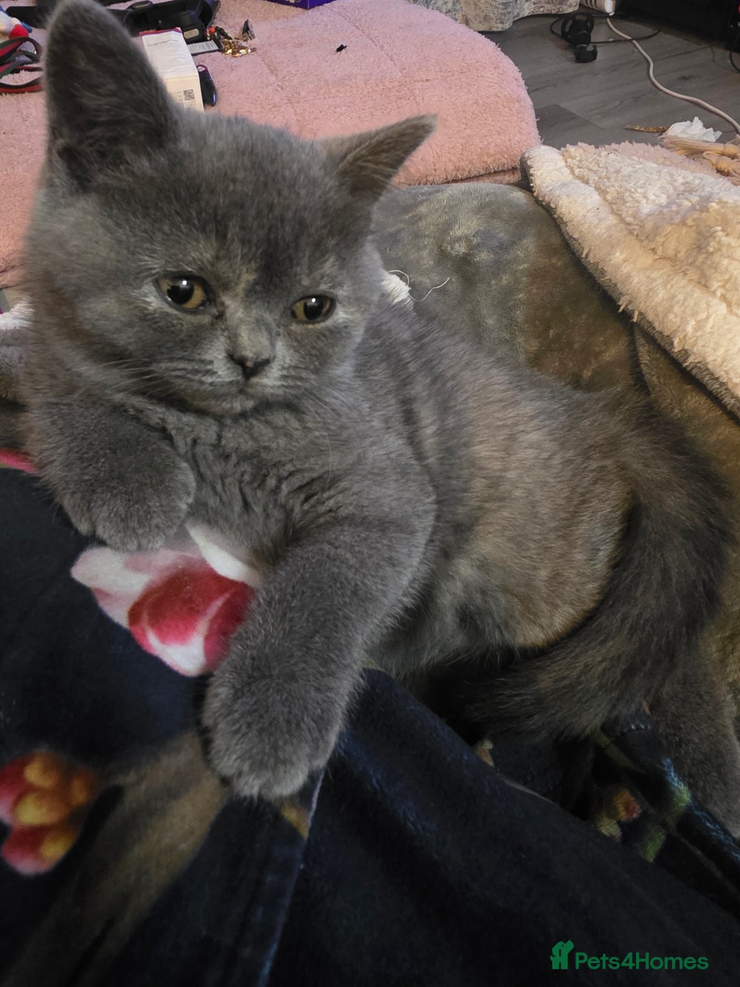 British Shorthair cats for sale: Stunning bsh kittens looking for homes 🏡 - Advert 2