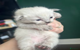 Siberian cats for sale: Full Siberian Litter. Quick sales before holiday - Image 18