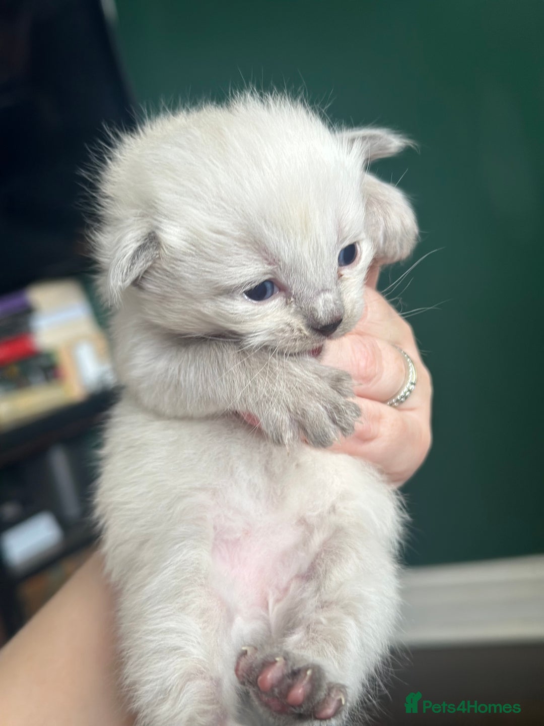 Siberian cats for sale: Full Siberian Litter. Quick sales before holiday - Image 18