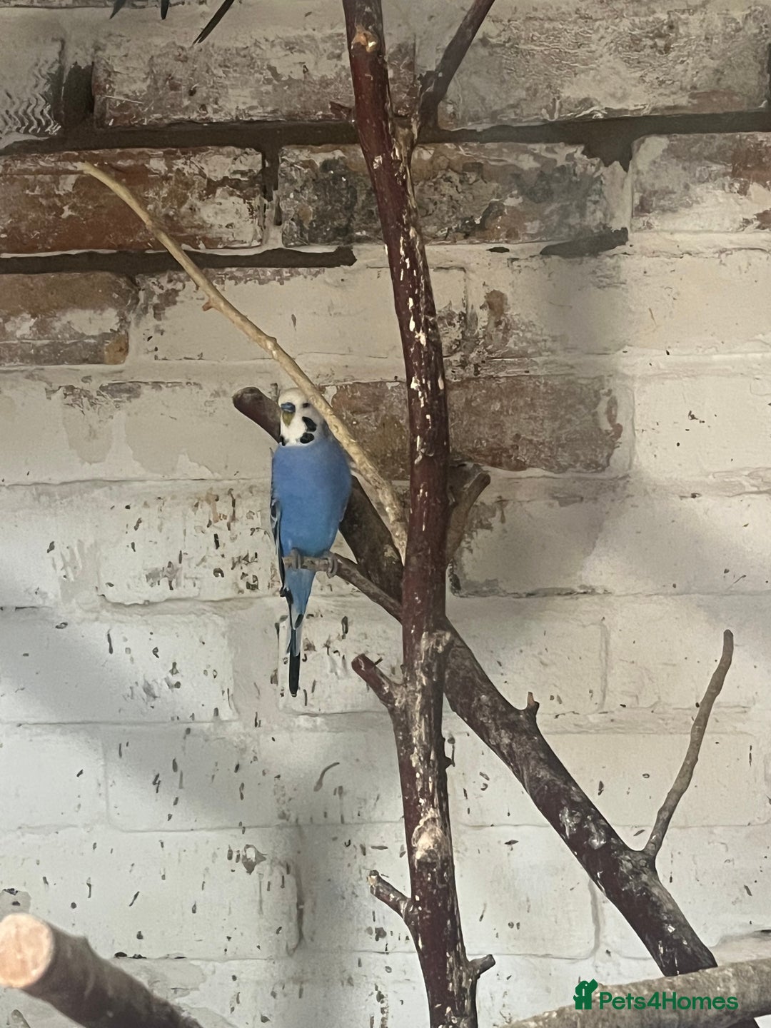 Mixed Breed birds for sale: Budgies for sale - Advert 4