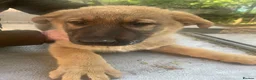 German Shepherd dogs for sale: GERMAN SHEPHERD PUPS - Advert 15