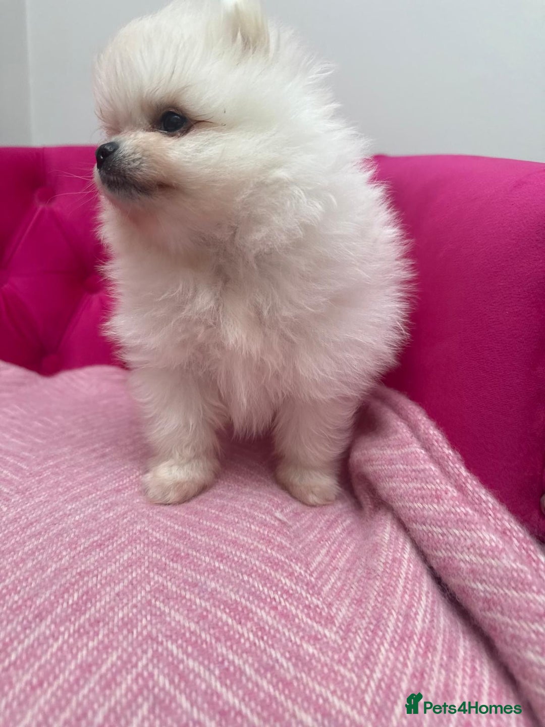 Pomeranian dogs for sale: Two Snow White Teddy Poms ❄️ 🤍 ❤️ 🐻  - Advert 2
