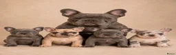 French Bulldog dogs for sale: French Bulldog Puppies - Advert 29