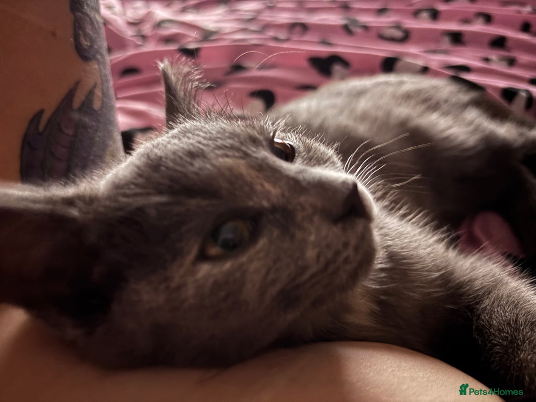 British Shorthair cats for sale: Female kitten - Image 1