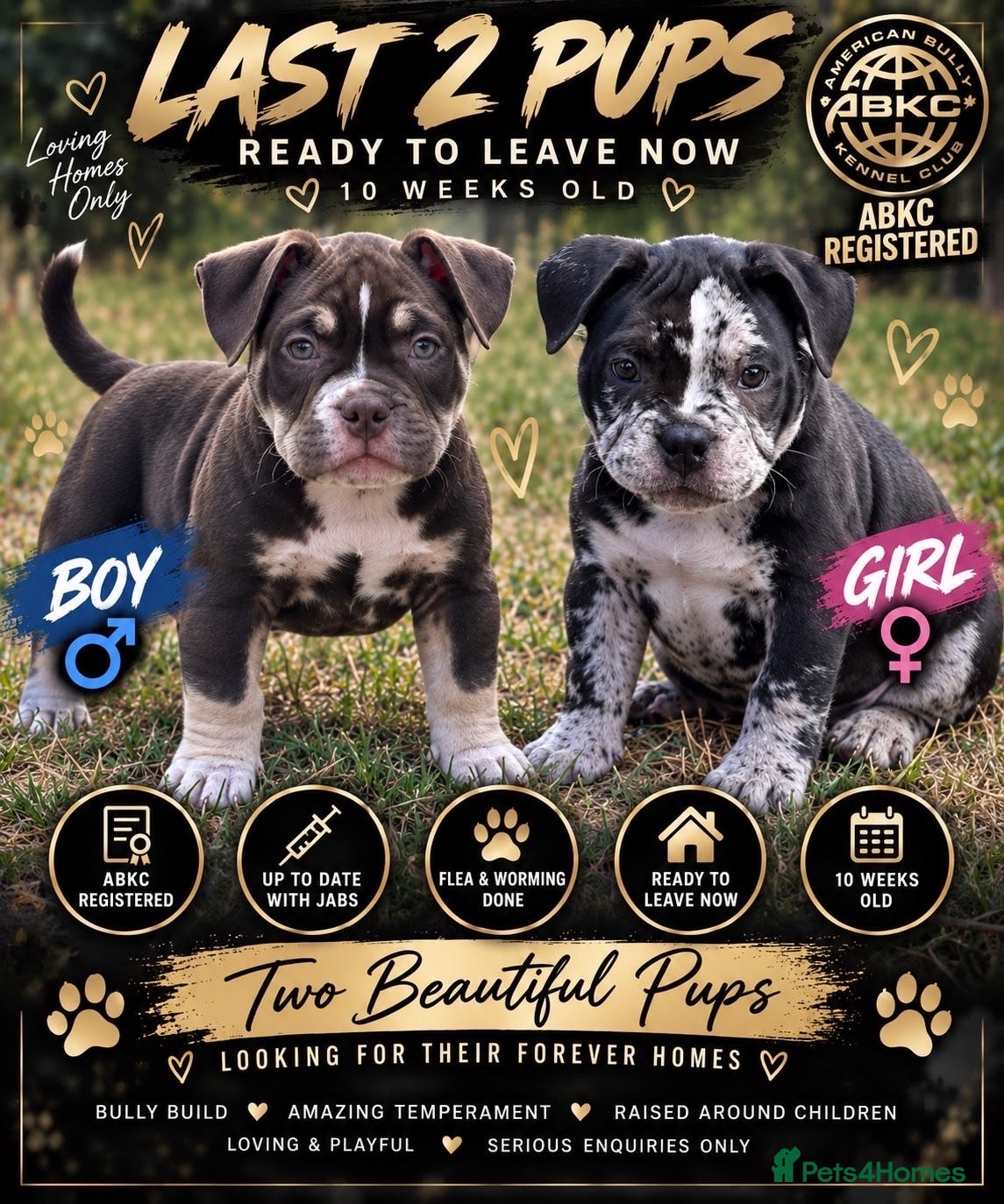American Bully dogs 🌟 last 2 price drop 🌟 Pocket bully pups 😍🐶🏆  - Advert 2
