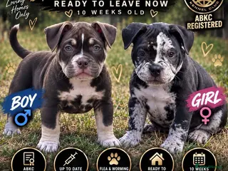 American Bully dogs 🌟 last 2 price drop 🌟 Pocket bully pups 😍🐶🏆 - Advert 2