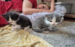 Ragdoll cats for sale: Ragdoll X Kittens  - Image 17