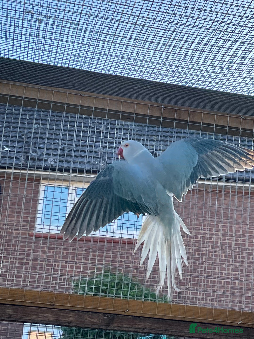 Ringnecks birds for sale: Ringneck  - Advert 3