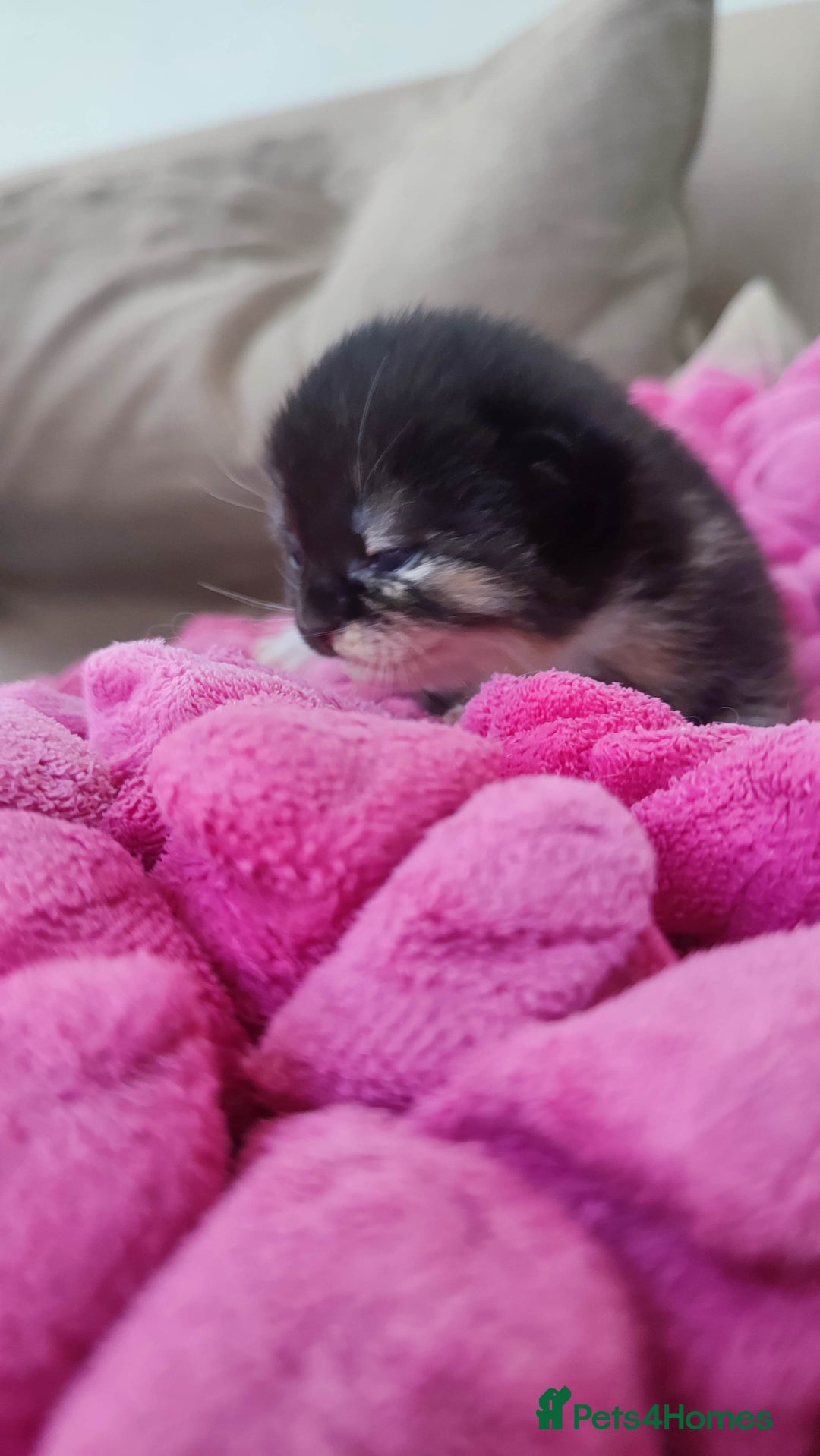 British Shorthair cats for sale: Adorable kittens  in Great Missenden - Image 14