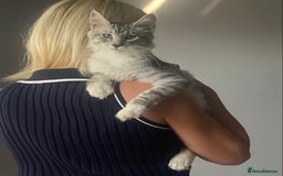 Maine Coon cats for sale: STUNNING Maine Coon OFFERS WELCOME ON LAST KITTEN in Nottingham - Image 4