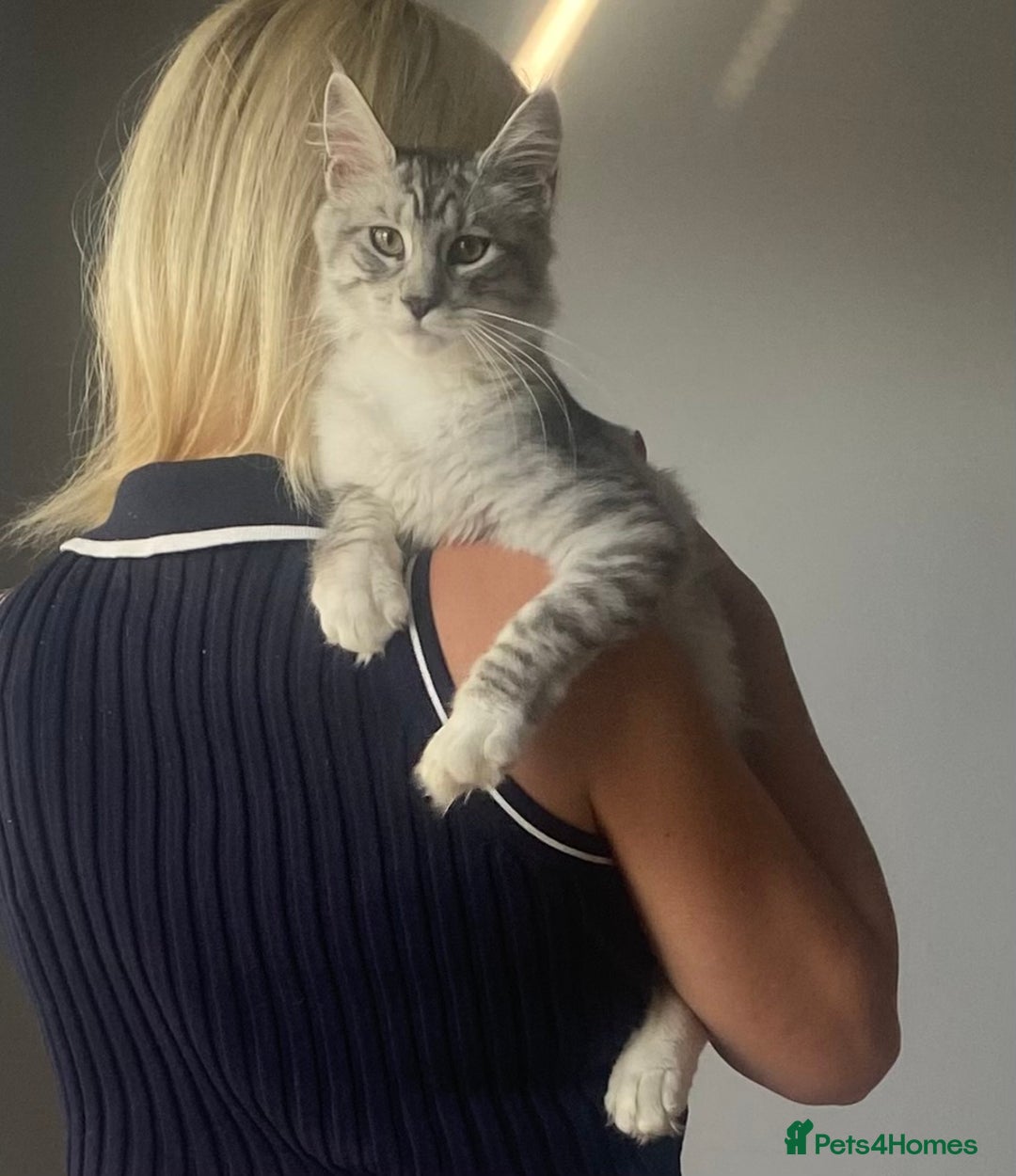Maine Coon cats for sale: STUNNING Maine Coon OFFERS WELCOME ON LAST KITTEN in Nottingham - Image 4