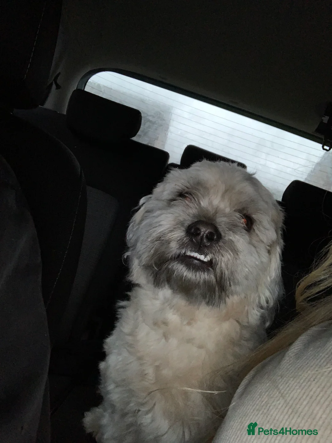 Lhasa Apso dogs for stud: Lhasapso for studding  - Advert 10