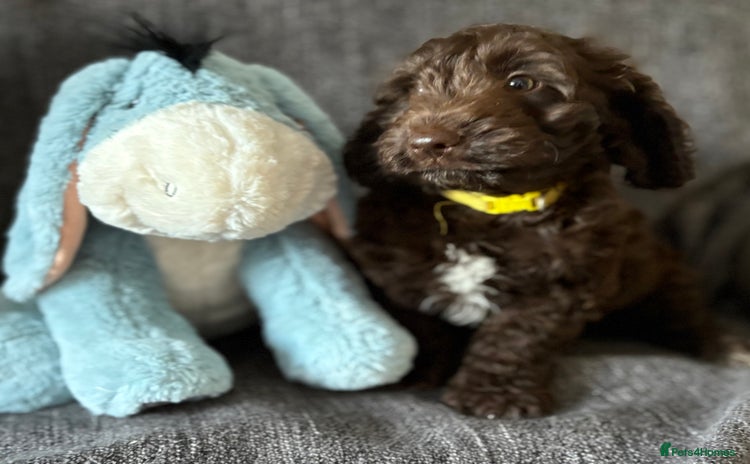 Cockapoo dogs - Advert 7