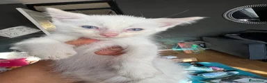 Ragdoll 4