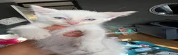 Ragdoll cats for sale: Fluffy ragdollx looking to take pride in your home - Advert 9