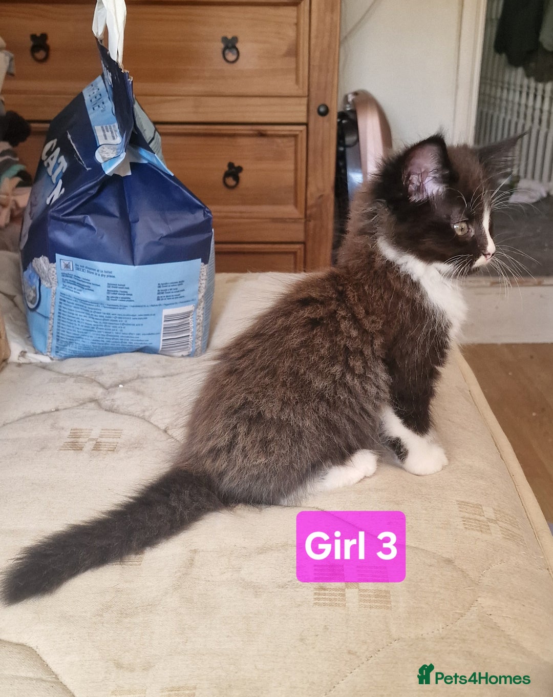 Maine Coon cats for sale: Gorgeous Half Maine Coon Boys and Girls  - Image 28