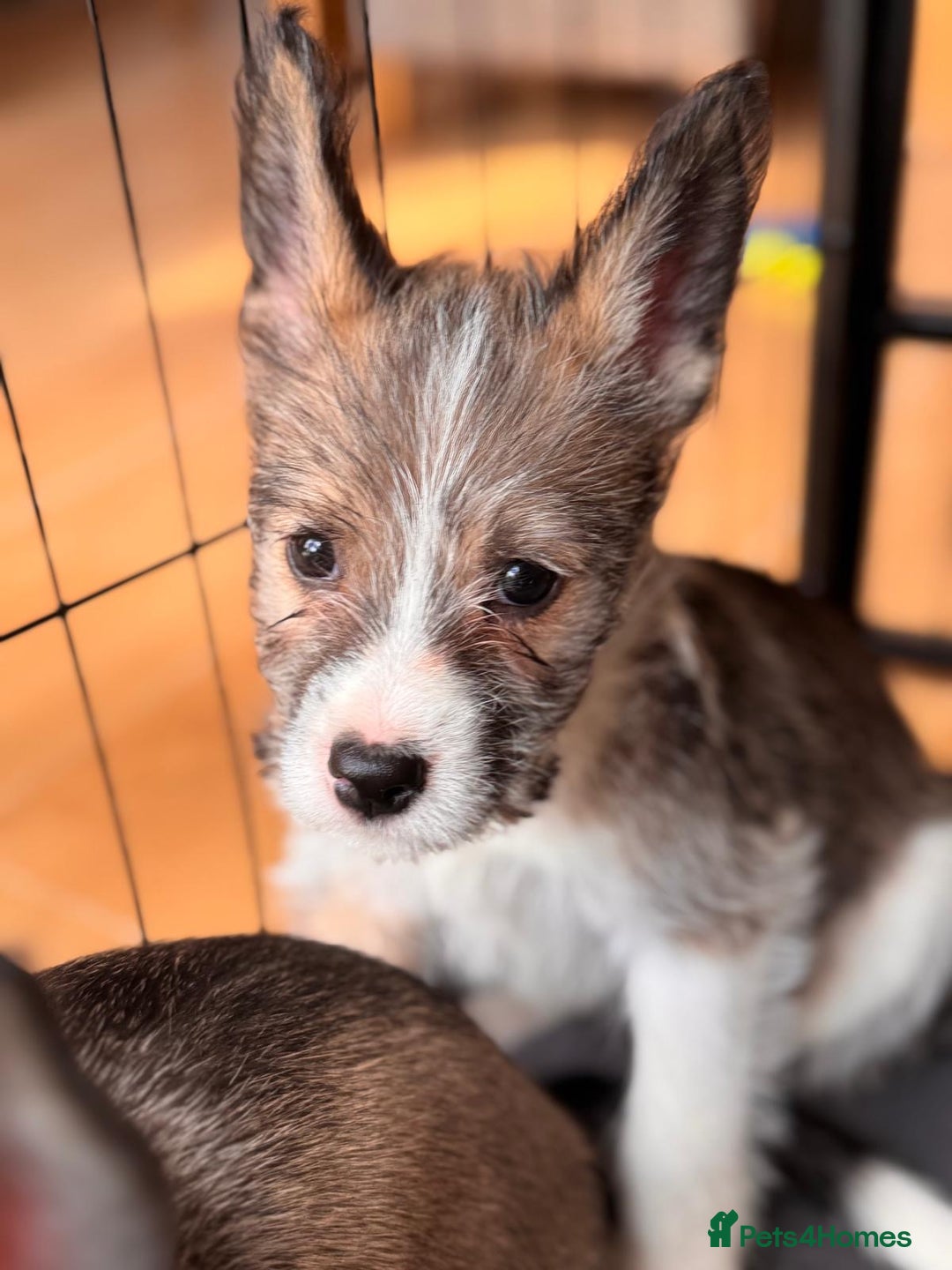 Mixed Breed dogs for sale: Siberian Husky X Staff/Lhasa Apso. Only 2 left!!  - Image 11