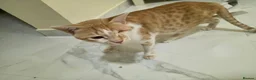 Arabian Mau cats for adoption: Little Odin  - Advert 4