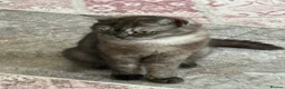 British Shorthair cats for sale: We have 2 little kittens looking for a new home  - Advert 19
