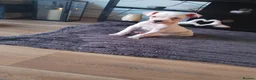Mixed Breed dogs for sale: Staffordshire bull terrier x american bulldog - Advert 5