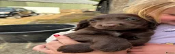 Cocker Spaniel dogs for sale: KC Registered Cocker Spaniel Puppies - Advert 9